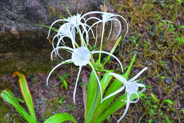 Bílá Crinum Latifolium Lilie Květina Bylinné Trvalky Kvetoucí Rostlina Rodině — Stock fotografie