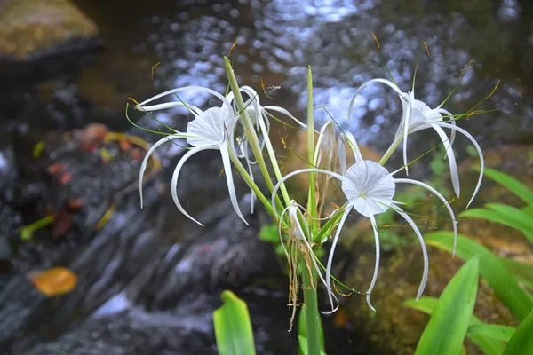 위도의 Amaryllis 초승달 모양의 Amaryllidaceae 타이의 해변에서 재배되는 해변에 재배되는 — 스톡 사진