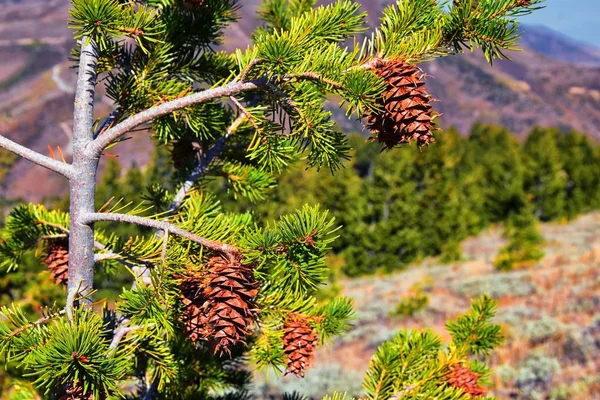 상록수 가지에 소나무 원추체 전나무 침엽수 유타에 가까이 가문비나무 산맥을 — 스톡 사진