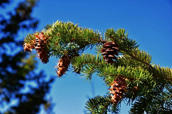 常绿松树枝上的松果 在犹他州的冷杉 针叶树和云杉群上 在落基山脉徒步旅行时 背景模糊不清 — 图库照片