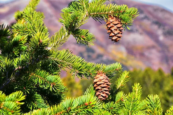 Pine cone on the evergreen pine tree branch, group on Fir, conifer, spruce close up in Utah, blurred background on a hike in the Rocky Mountains. United States.