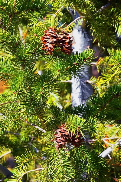 Pine cone on the evergreen pine tree branch, group on Fir, conifer, spruce close up in Utah, blurred background on a hike in the Rocky Mountains. United States.