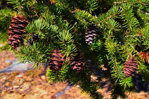 Pine cone on the evergreen pine tree branch, group on Fir, conifer, spruce close up in Utah, blurred background on a hike in the Rocky Mountains. United States.