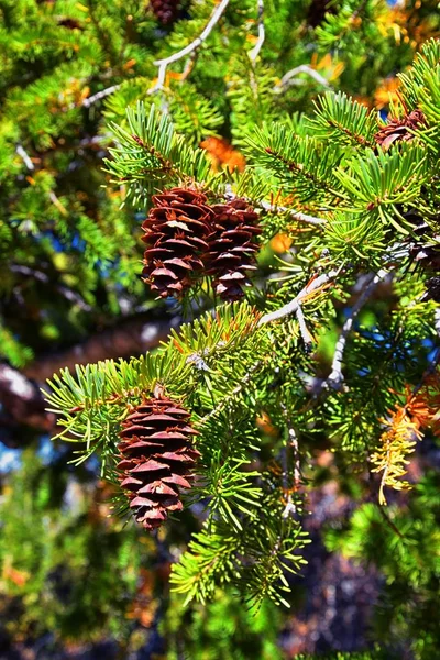 常绿松树枝上的松果 在犹他州的冷杉 针叶树和云杉群上 在落基山脉徒步旅行时 背景模糊不清 — 图库照片