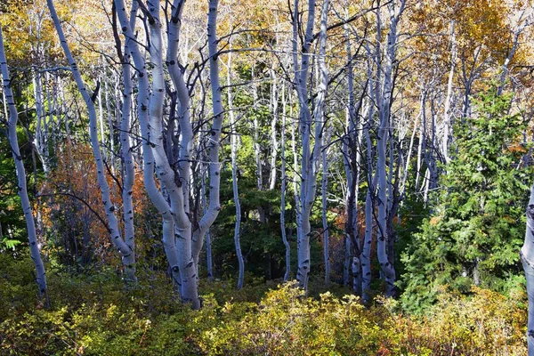 Kennecott Rio Tinto Copper madeni, Tooele ve Salt Lake City 'nin yanındaki Wasatch Front Rocky Dağları boyunca uzanan Oquirrh dağlarının Butterfield Kanyonu yürüyüş yolu manzarası. Utah, Birleşik Devletler.