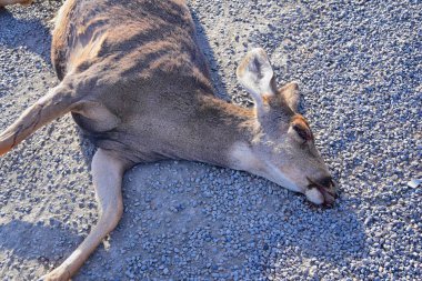 Dead White-tailed or mule doe deer hit by a car or truck lying killed on the roadside, sad roadkill in the Rocky Mountains of Utah. USA. clipart