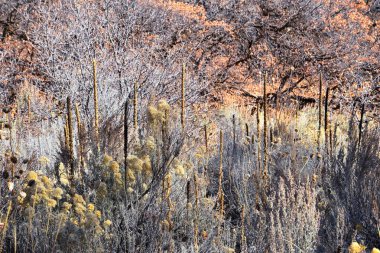 Utah 'taki Oquirrh, Wasatch, Rocky Dağları' ndaki yürüyüş parkurlarında yapraklar. Sırt çantası, bisiklete binmek, Salt Lake City 'deki Sarı Çatal ve Gül Kanyonu' ndaki ağaçların arasından at sürmek. Amerika Birleşik Devletleri, Usa. 