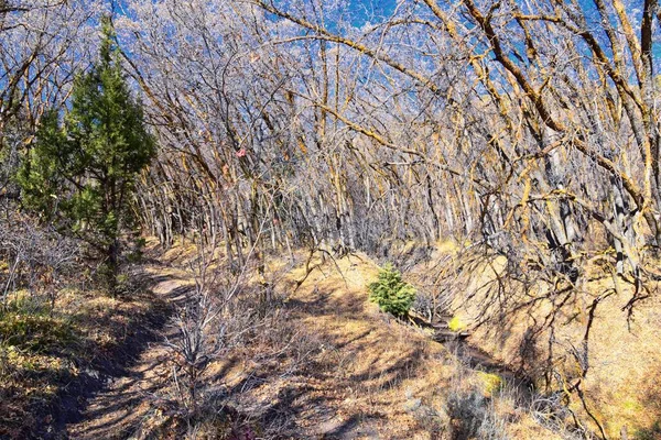 Wandelpaden Oquirrh Wasatch Rocky Mountains Utah Late Herfst Met Bladeren — Stockfoto