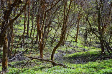 Utah 'taki Oquirrh, Wasatch, Rocky Dağları' nda yürüyüş parkurları. Yapraklarla. Sırt çantası, bisiklete binmek, Salt Lake City 'deki Sarı Çatal ve Gül Kanyonu' ndaki ağaçların arasından at sürmek. Amerika Birleşik Devletleri, ABD. 