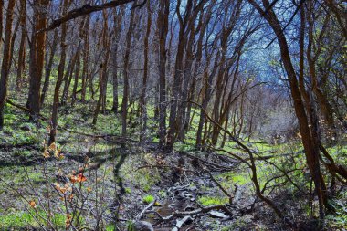 Utah 'taki Oquirrh, Wasatch, Rocky Dağları' nda yürüyüş parkurları. Yapraklarla. Sırt çantası, bisiklete binmek, Salt Lake City 'deki Sarı Çatal ve Gül Kanyonu' ndaki ağaçların arasından at sürmek. Amerika Birleşik Devletleri, ABD. 