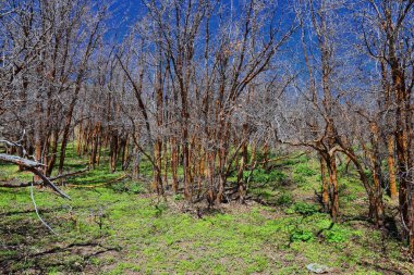 Utah 'taki Oquirrh, Wasatch, Rocky Dağları' nda yürüyüş parkurları. Yapraklarla. Sırt çantası, bisiklete binmek, Salt Lake City 'deki Sarı Çatal ve Gül Kanyonu' ndaki ağaçların arasından at sürmek. Amerika Birleşik Devletleri, ABD. 