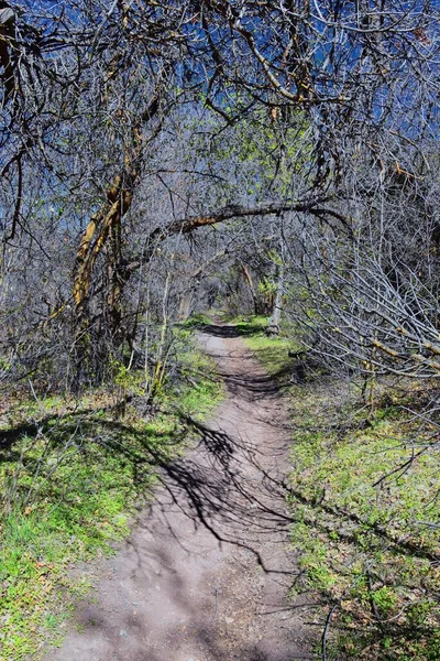 在犹他州的Oquirrh Wasatch Rocky Mountains用树叶攀登小径 背包客 骑自行车 骑着马穿过盐湖城的黄叉和玫瑰峡谷 美利坚合众国 — 图库照片