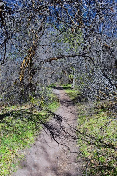 Senderos Oquirrh Wasatch Montañas Rocosas Utah Principios Primavera Con Hojas — Foto de Stock