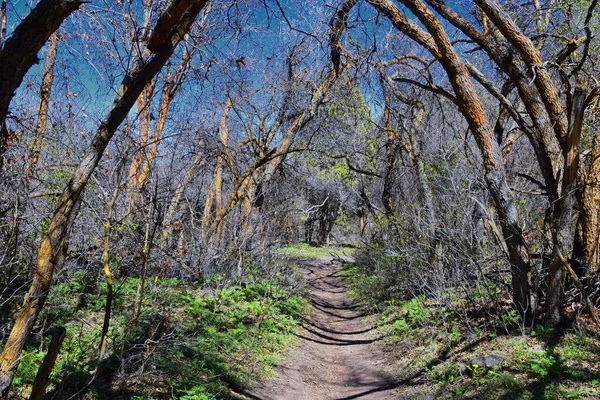 Trilhas Caminhadas Oquirrh Wasatch Montanhas Rochosas Utah Início Primavera Com — Fotografia de Stock