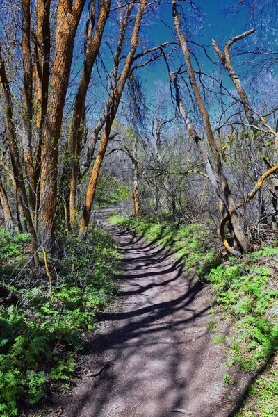 Wandelpaden Oquirrh Wasatch Rocky Mountains Utah Vroege Lente Met Bladeren — Stockfoto