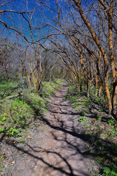 ユタ州のロッキー山脈のオキーラ ワサッチのハイキングコースは 早春に葉が付いています バックパッキング サイクリング ソルトレークシティの黄色のフォークとローズキャニオンの木を通って馬 アメリカ合衆国 アメリカ — ストック写真