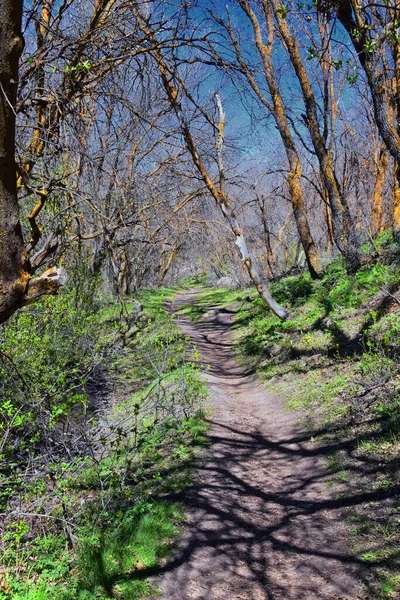 Wandelpaden Oquirrh Wasatch Rocky Mountains Utah Vroege Lente Met Bladeren — Stockfoto