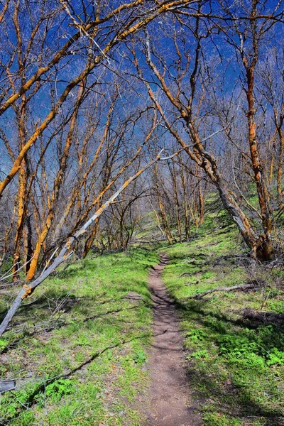 Hiking Trails Oquirrh Wasatch Rocky Mountains Utah Early Spring Leaves — Stock Photo, Image