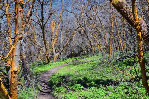 Wandelpaden Oquirrh Wasatch Rocky Mountains Utah Vroege Lente Met Bladeren — Stockfoto