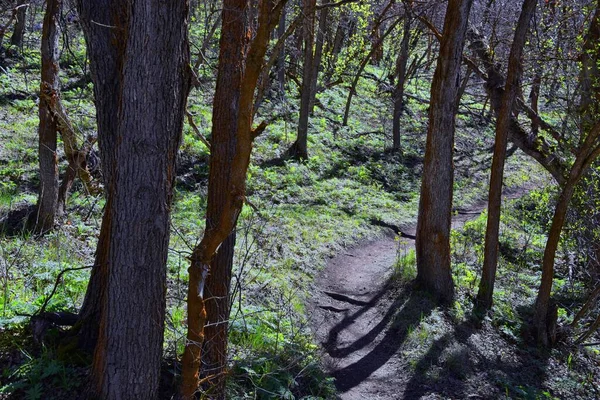 Sentieri Escursionistici Oquirrh Wasatch Montagne Rocciose Utah Inizio Primavera Con — Foto Stock