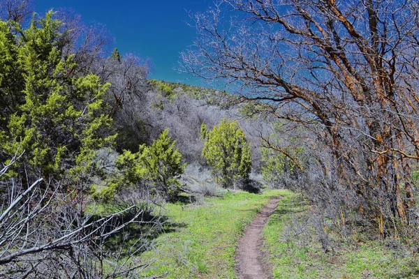 Hiking Trails Oquirrh Wasatch Rocky Mountains Utah Early Spring Leaves — Stock Photo, Image