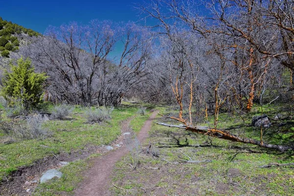 Wandelpaden Oquirrh Wasatch Rocky Mountains Utah Vroege Lente Met Bladeren — Stockfoto