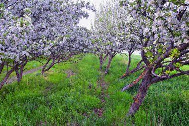 Baharın başında meyve bahçesindeki eski elma ağaçlarında beyaz çiçekler açar. Yeşil çimenli elma ağaçları ve Provo Utah, ABD.