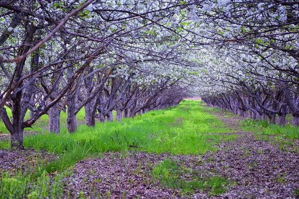 早春的时候 在果园里的老苹果树上开着白花 美国犹他州普罗沃的一排排绿草苹果树 — 图库照片
