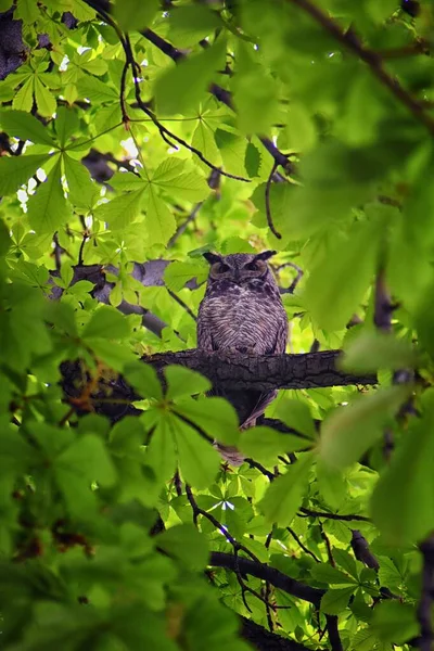 Owl Closeup Great Rogaty Sowa Bubo Virginianus Kasztanowym Drzewie Dużymi — Zdjęcie stockowe