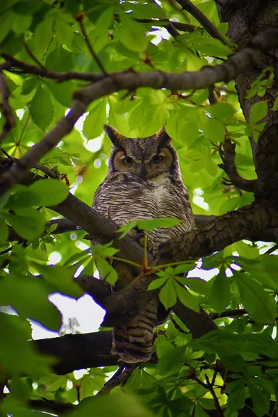 Uil Closeup Grote Gehoornde Uil Bubo Virginianus Een Kastanjeboom Met — Stockfoto