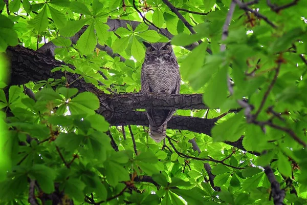 Owl Closeup Great Horned Owl Bubo Virginianus Chestnut Tree Big — Stock Photo, Image