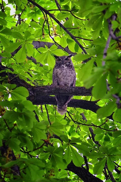 Owl Closeup Great Horned Owl Bubo Virginianus Chestnut Tree Big — Stock Photo, Image