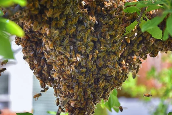 Рой Медовых Пчел Эусоциальное Летающее Насекомое Рода Apis Mellifera Пчелиной — стоковое фото