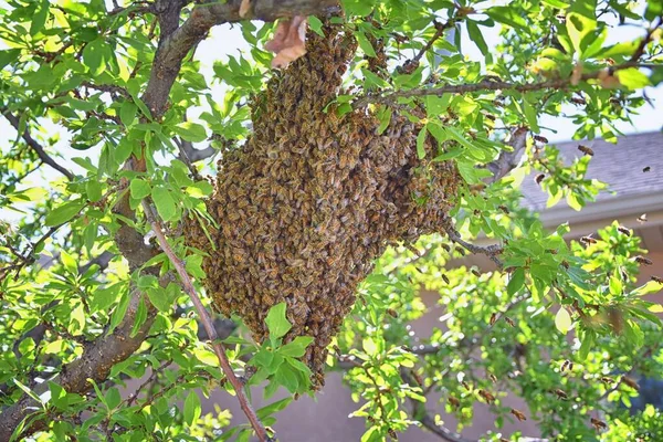 ミツバチの群れの一種であるアピス メリフェラ Apis Mellifera の属内で社会的に飛行する昆虫であるミツバチの群れ ユタ州の早春に梅の木の枝にカルニオランのイタリアのミツバチを群生させます 新しいコロニーファミリーの形成 ロッキー山脈 アメリカ — ストック写真