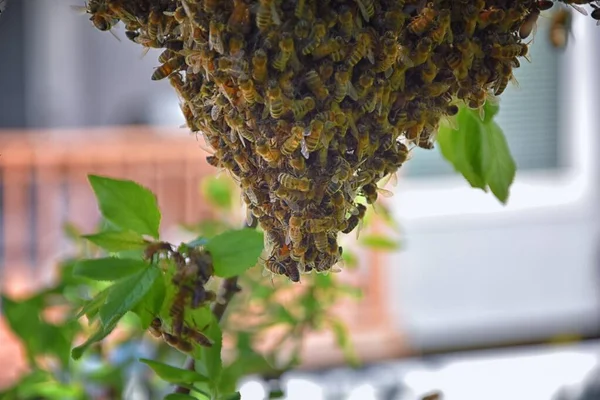 Рой Медовых Пчел Эусоциальное Летающее Насекомое Рода Apis Mellifera Пчелиной — стоковое фото