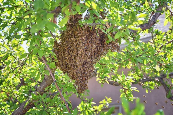 Bal Arısı Sürüsü Arı Türünün Apis Mellifera Cinsi Içinde Bir — Stok fotoğraf