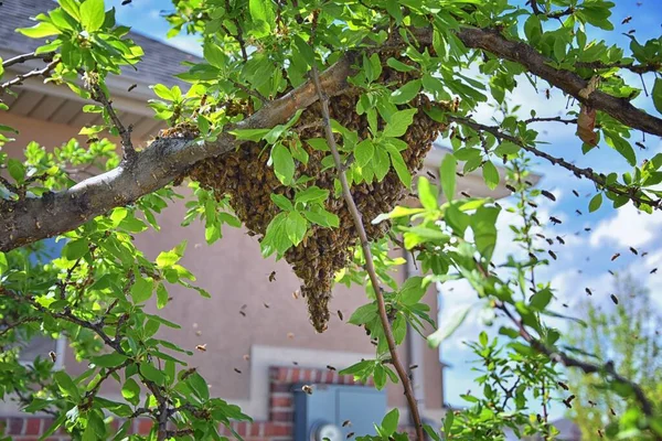 꿀벌의 Swarm Honey Bees 분류군의 아피스 리페라 Apis Mellifera 에서날아다니는 — 스톡 사진