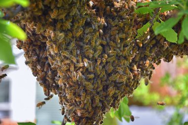 Bal arısı sürüsü, arı türünün Apis mellifera cinsi içinde bir eusososyal uçan böcek. Utah 'ta ilkbaharın başlarında erik ağacı dalındaki İtalyan bal arısı sürüsü. Yeni bir koloni ailesinin oluşumu. Salt Lake, Rocky Dağları. ABD.