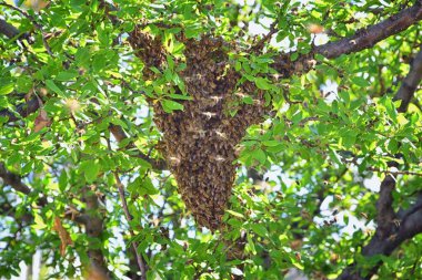 Bal arısı sürüsü, arı türünün Apis mellifera cinsi içinde bir eusososyal uçan böcek. Utah 'ta ilkbaharın başlarında erik ağacı dalındaki İtalyan bal arısı sürüsü. Yeni bir koloni ailesinin oluşumu. Salt Lake, Rocky Dağları. ABD.