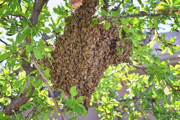 Enjambre Abejas Melíferas Insecto Volador Eusocial Del Género Apis Mellifera —  Fotos de Stock