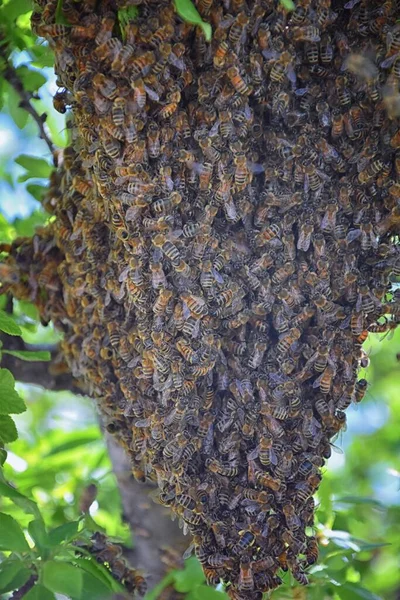 꿀벌의 Swarm Honey Bees 분류군의 아피스 리페라 Apis Mellifera 에서날아다니는 — 스톡 사진