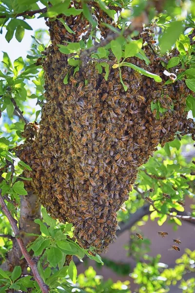 Swarm Honey Bees Еусоційна Літаюча Комаха Межах Роду Apis Mellifera — стокове фото