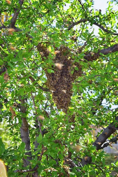 Swarm Honey Bees Еусоційна Літаюча Комаха Межах Роду Apis Mellifera — стокове фото