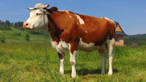 Vacances Campagne Les Vaches Laitières Pâturage — Photo