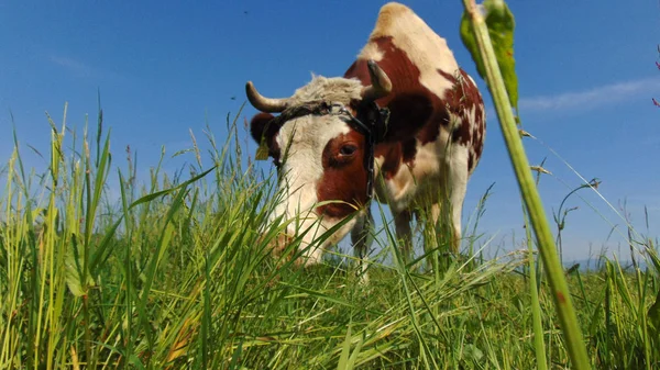 Vakantie Het Land Melkkoeien Weide — Stockfoto