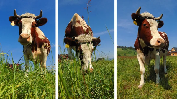 Koeien Laten Grazen Melkkoeien Vee Fok — Stockfoto