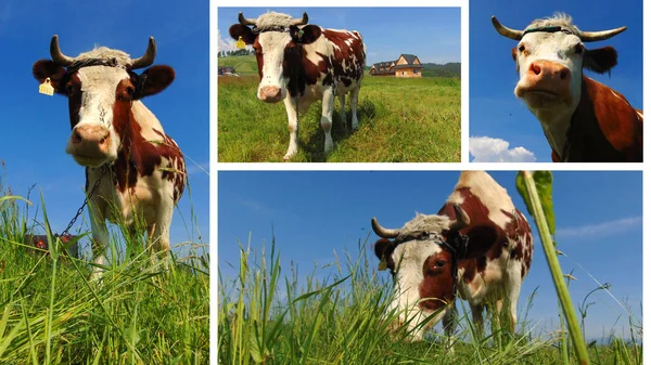 Koeien Laten Grazen Melkkoeien Vee Fok — Stockfoto