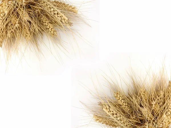 麦子的五谷耳朵 — 图库照片