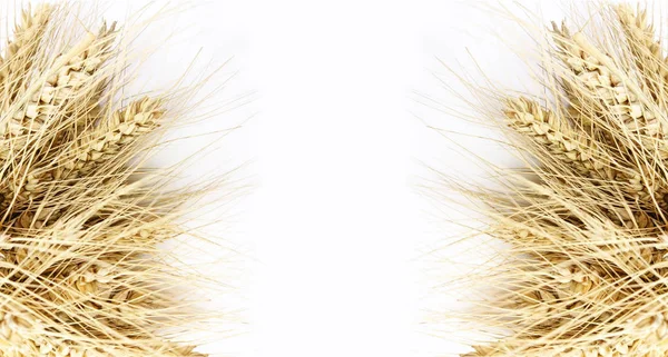 Зернові Вуха Пшениці Села — стокове фото
