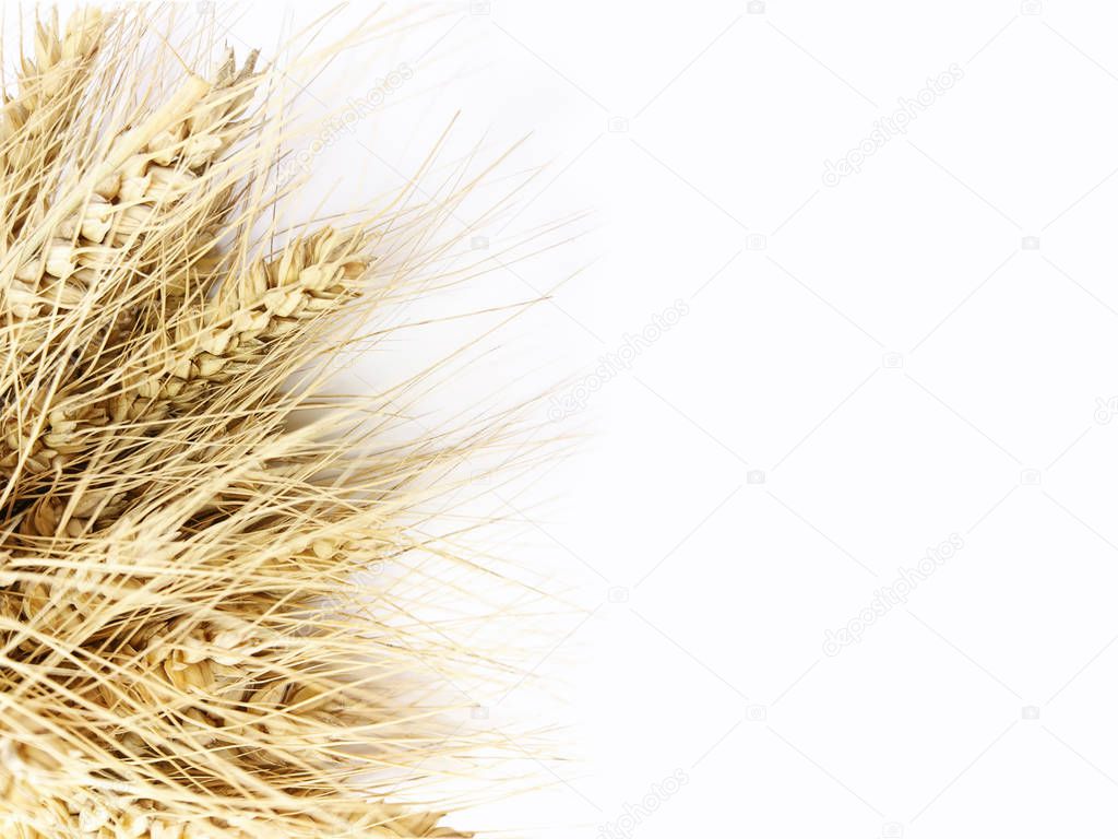grain ears of wheat, a village 